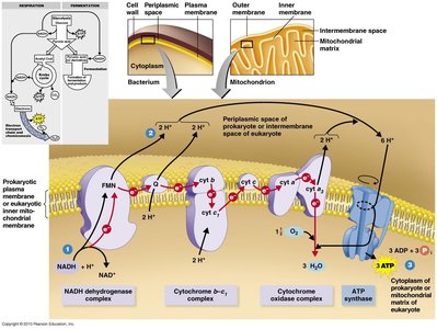 Electron transport chain in prokaryotes and eukaryotes