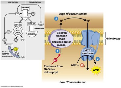 Fermentation pathways: lactic acid and alcohol