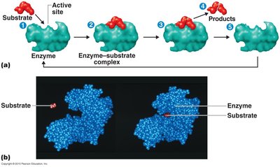 Enzyme-substrate complex formation