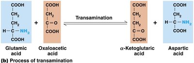 Amphibolic pathways