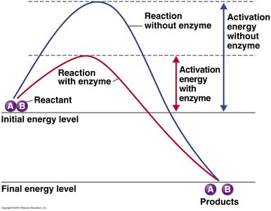 Activation energy with and without enzyme