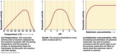 Factors affecting enzyme activity: temperature, pH, substrate concentration