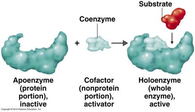 Apoenzyme, cofactor, holoenzyme