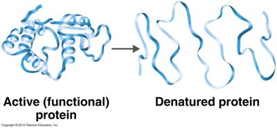 Active vs. denatured protein
