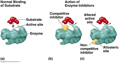 Competitive and non-competitive inhibition