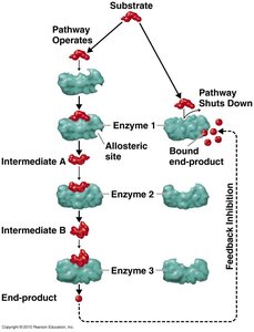 Feedback inhibition in metabolic pathways