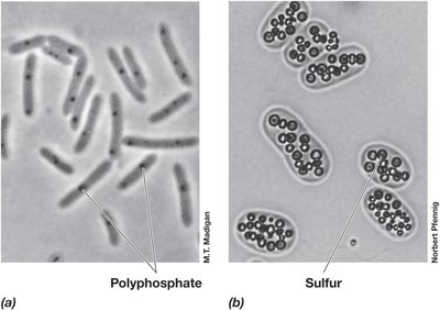 Illustration of carbonate mineral inclusions in a bacterial cell
