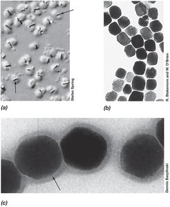 Diagram of endospore formation and germination