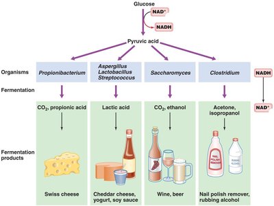 Fermentation products and organisms