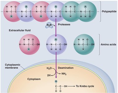 Protein catabolism