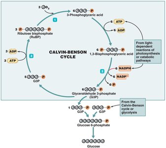 Calvin-Benson cycle diagram