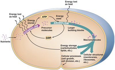 Cellular diagram of catabolism and anabolism