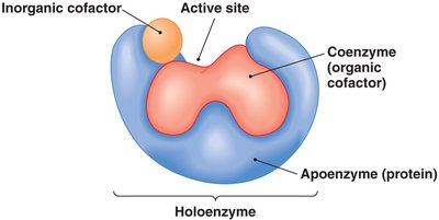 Structure of a holoenzyme with cofactors