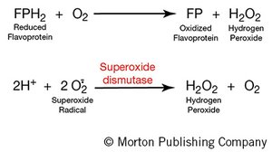 Protective enzyme reactions: flavoprotein, superoxide dismutase
