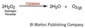 Catalase reaction: breakdown of hydrogen peroxide
