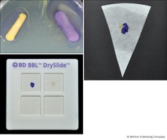 Oxidase test results: color change on paper and slide