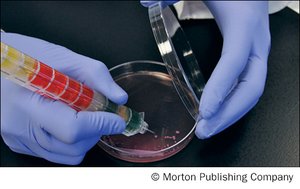 Puncturing Enterotube II compartments