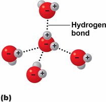 Hydrogen bonding between water molecules