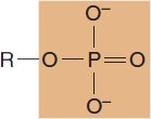 Phosphate functional group