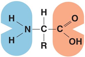 General structure of an amino acid