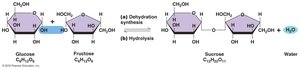 Formation and hydrolysis of a disaccharide