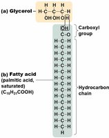 Structure of a simple lipid (fat)