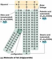 Triglyceride structure with saturated and unsaturated fatty acids