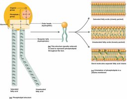 Phospholipid structure and membrane orientation