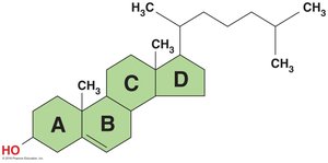 Cholesterol structure