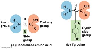 Amino acid structure