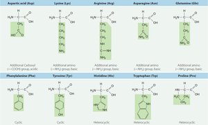 Amino acid structures (part 2)