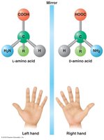 L- and D- forms of amino acids