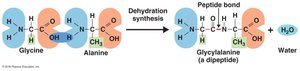 Peptide bond formation