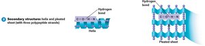 Secondary structure: helix and pleated sheet
