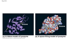 Tertiary structure: disulfide bridge