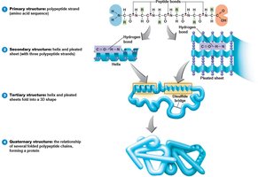 Summary of protein structure levels