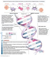 Structure of DNA