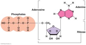 Structure of ATP