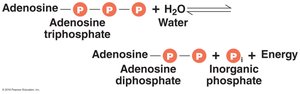 ATP hydrolysis reaction