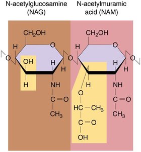 NAG and NAM structure in peptidoglycan
