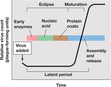 One-step growth curve of viral replication