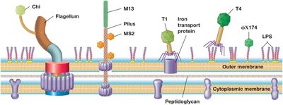 Coliphage receptors on E. coli