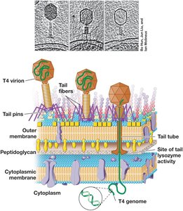 Attachment and infection of E. coli by phage T4