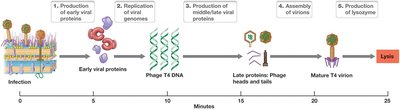T4 phage infection and replication timeline