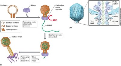T4 phage DNA packaging and assembly