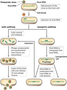 Lytic and lysogenic pathways of temperate phages