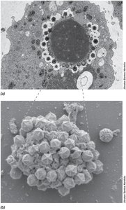 Eukaryotic virus infection outcomes