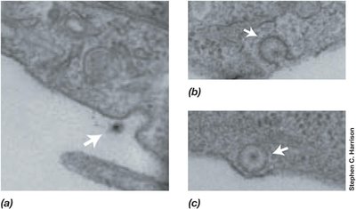 Electron micrograph of eukaryotic virus
