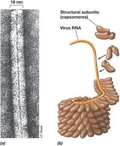 Helical structure of a virus and its capsomeres