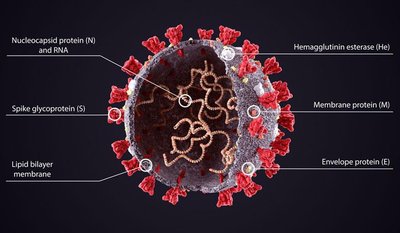 Generalized structure of coronavirus